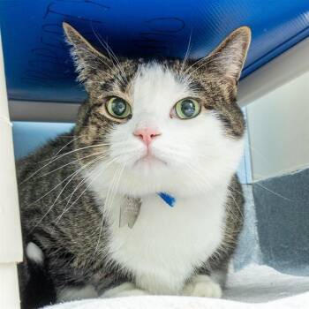 Domestic Short Hair Cats Available for Adoption in St. Louis, Missouri - WILSON | PetCurious