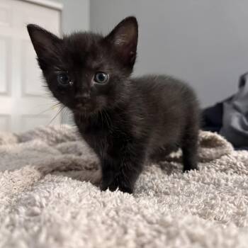 Hershey -  Domestic Short Hair Cat for Adoption in Naperville, Illinois - Hershey | PetCurious