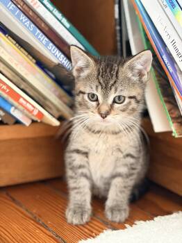 Domestic Short Hair Cats Available for Adoption in Broomall, Pennsylvania - Linky | PetCurious