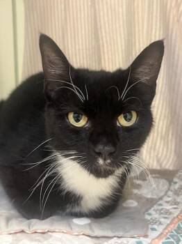 Scrabble (ID 52049) -  Domestic Short Hair Cat for Adoption in Manassas, Virginia - Scrabble (ID 52049) | PetCurious