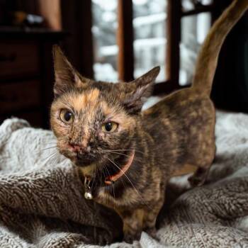 Indy -  Domestic Short Hair Cat for Adoption in La Plata, Maryland - Indy | PetCurious