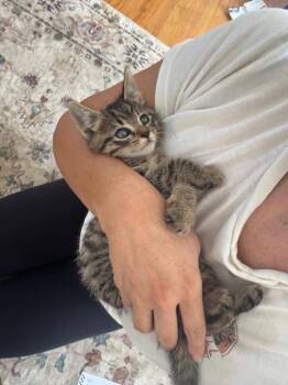 Rescue Tiger Cats for Adoption in Santa Cruz, California - Kiwi | PetCurious