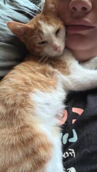 Harry Potato -  Domestic Short Hair Cat for Adoption in Miami, Oklahoma - Harry Potato | PetCurious