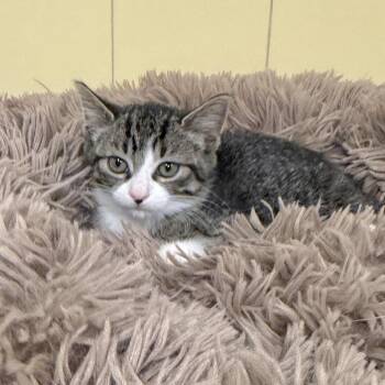 Wanda -  Domestic Short Hair Cat for Adoption in East Hampton, New York - Wanda | PetCurious