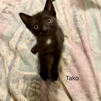 Tako -  Domestic Short Hair Cat for Adoption in Safety Harbor, Florida - Tako | PetCurious
