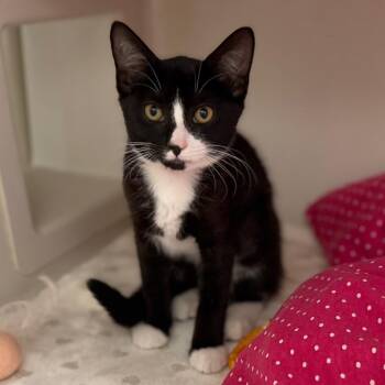 Charlotte -  Domestic Short Hair Cat for Adoption in Sarasota, Florida - Charlotte | PetCurious