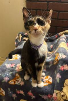 Tortellini -  Domestic Short Hair Cat for Adoption in Hillsboro, Ohio - Tortellini | PetCurious