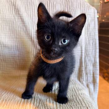 Domestic Short Hair Cats Available for Adoption in Belleville, Illinois - Theo | PetCurious