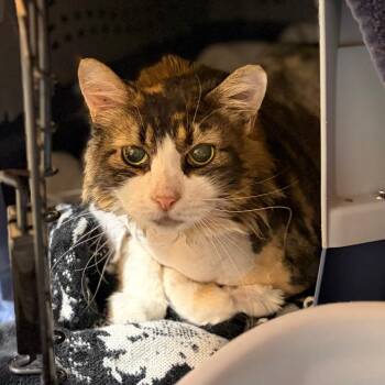 Scrilla -  Domestic Medium Hair Cat for Adoption in Spokane, Washington - Scrilla | PetCurious