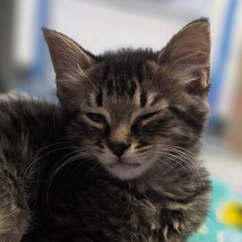 Toby -  Domestic Medium Hair Cat for Adoption in Huntsville, Alabama - Toby | PetCurious