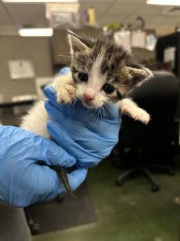 Nancy -  Domestic Short Hair Cat for Adoption in Fruit Heights, Utah - Nancy | PetCurious