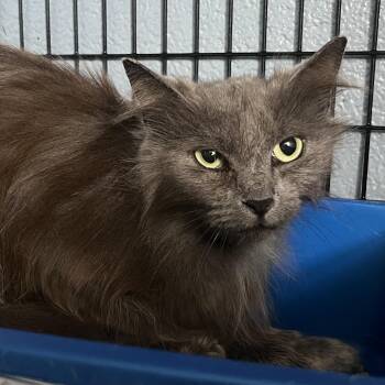 Domestic Long Hair Cats Available for Adoption in Ruckersville, Virginia - Church | PetCurious