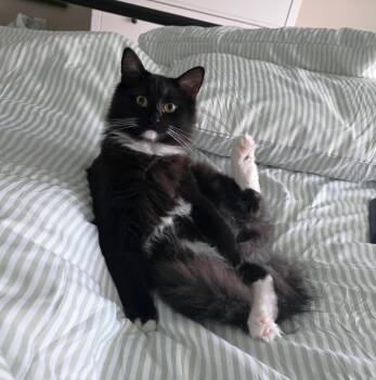 Bobby -  Domestic Long Hair Cat for Adoption in New Albany, Ohio - Bobby | PetCurious