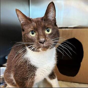 Tootsie -  Domestic Short Hair Cat Available for Adoption in Millcreek, Utah - Tootsie | PetCurious