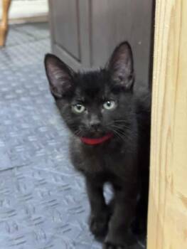 Denali -  Domestic Short Hair Cat for Adoption in Lincoln, Nebraska - Denali | PetCurious