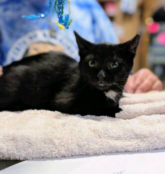 Alfred -  Domestic Short Hair Cat for Adoption in Elko New Market, Minnesota - Alfred | PetCurious