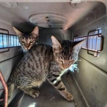 Rescue Domestic Short Hair Cats for Adoption in Lake Jackson, Texas - Tom | PetCurious