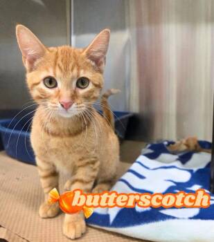 Butterscotch -  Domestic Short Hair Cat for Adoption in Nevada, Iowa - Butterscotch | PetCurious