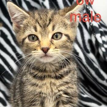Kasey -  Domestic Short Hair Cat for Adoption in New Tazewell, Tennessee - Kasey | PetCurious