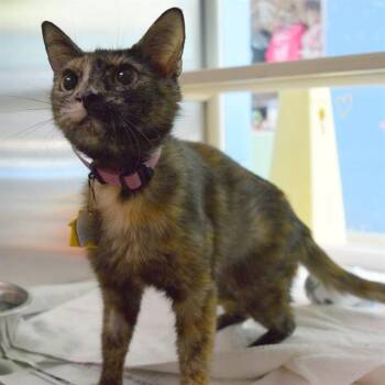 HESTIA -  Domestic Short Hair Cat for Adoption in St. Louis, Missouri - HESTIA | PetCurious