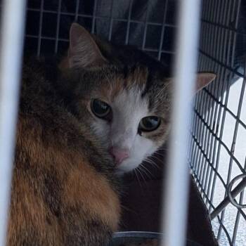 Domestic Short Hair Cats Available for Adoption - Magnolia | PetCurious