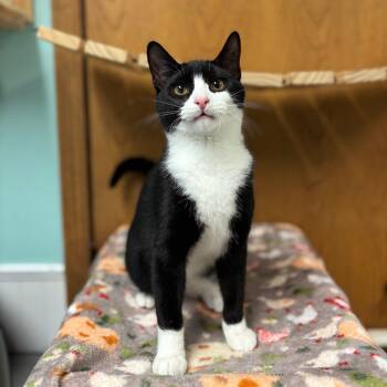 Rescue Domestic Short Hair Cats for Adoption in Fargo, North Dakota - Landen | PetCurious