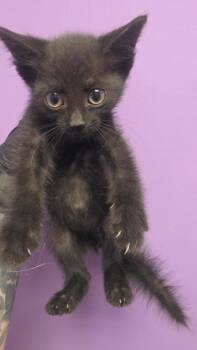 61188575 -  Domestic Medium Hair Cat for Adoption in El Paso, Texas - 61188575 | PetCurious