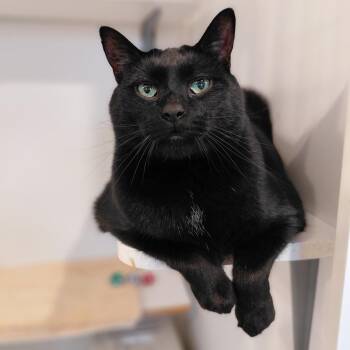 Gotham -  Domestic Short Hair Cat Available for Adoption in Littleton, New Hampshire - Gotham | PetCurious