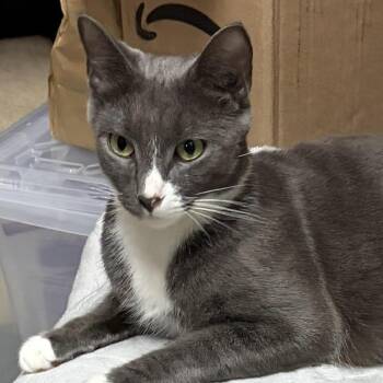 Peaches -  American Shorthair Cat for Adoption in Medford, Massachusetts - Peaches | PetCurious