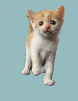 Pebble -  Domestic Short Hair Cat for Adoption in North Richland Hills, Texas - Pebble | PetCurious