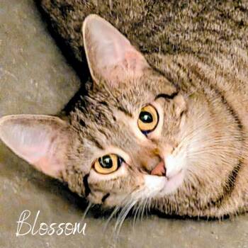 Rescue Domestic Short Hair Cats for Adoption in Janesville, Wisconsin - Blossom | PetCurious