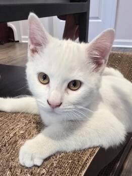 Rescue Turkish Angora and Domestic Short Hair Cats for Adoption in Chicago, Illinois - Rumi | PetCurious