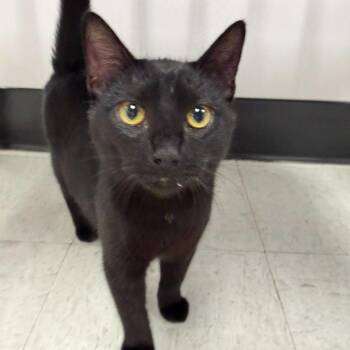 Domestic Short Hair Cats Available for Adoption in Sunnyvale, California - Thunder | PetCurious