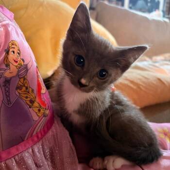 Domestic Short Hair Cats Available for Adoption in Edinburg, Texas - Boots | PetCurious