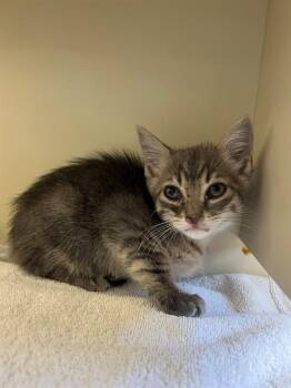 PEDRO -  Domestic Short Hair Cat Available for Adoption in Thousand Palms, California - PEDRO | PetCurious