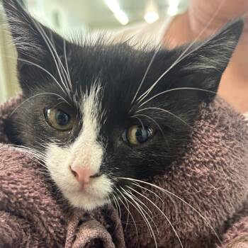 Rescue Domestic Short Hair Cats for Adoption in North Canton, Ohio - Olaf | PetCurious