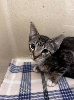 Domestic Short Hair Cats Available for Adoption in Gautier, Mississippi - Extension Cord | PetCurious