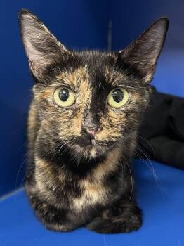 Cider -  Domestic Short Hair Cat for Adoption in Johnston, Rhode Island - Cider | PetCurious