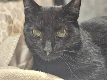 Domestic Short Hair Cats Available for Adoption - Nibs | PetCurious