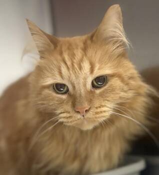 Tommy -  Domestic Long Hair Cat for Adoption in Jackson, Michigan - Tommy | PetCurious
