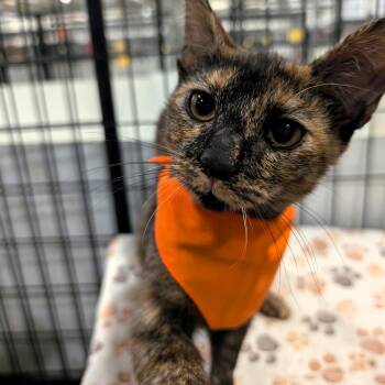 Cricket -  Domestic Short Hair Cat for Adoption in Columbus, Ohio - Cricket | PetCurious