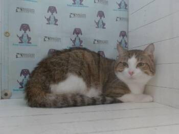 Domestic Short Hair Cats Available for Adoption in Orlando, Florida - A597266 | PetCurious