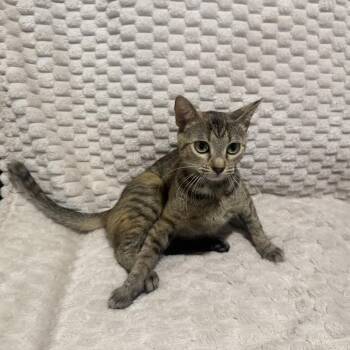 Tootsie -  Domestic Short Hair Cat for Adoption in Overland Park, Kansas - Tootsie | PetCurious