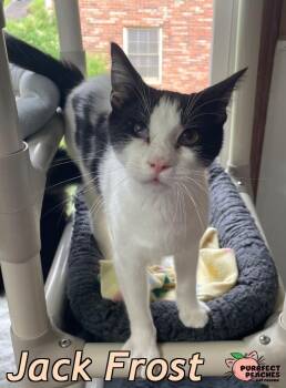 Rescue Domestic Medium Hair Cats for Adoption in Douglasville, Georgia - Jack Frost | PetCurious