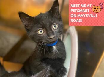 Domestic Short Hair Cats Available for Adoption in Fort Wayne, Indiana - CHEX | PetCurious