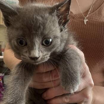 Wind -  Domestic Short Hair Cat for Adoption in Clavet, Saskatchewan - Wind | PetCurious