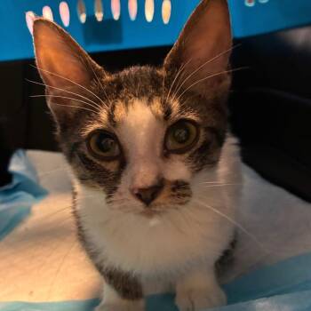 Skipper -  Domestic Short Hair Cat for Adoption in New York, New York - Skipper | PetCurious