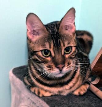 Bengal Cats Available for Adoption - BONGO | PetCurious
