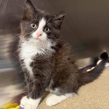 Cosmo -  Domestic Medium Hair Cat for Adoption in Dysart, Iowa - Cosmo | PetCurious