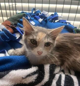 Rescue Dilute Calico Cats for Adoption in Elmwood Park, Wisconsin - Juno | PetCurious
